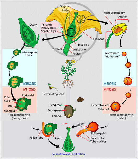 Imagem do ciclo de vida da angiosperma