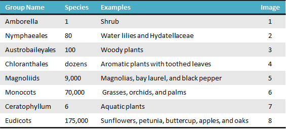 Tabela de angiospermas