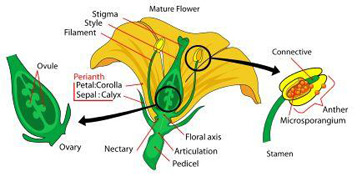 Diagrama de Flores