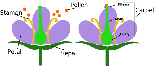 Partes de uma flor e polinização