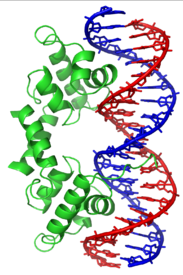 Figura 2: Un represor que se une al ADN