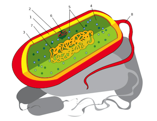 Imagen general de la anatomía de las bacterias