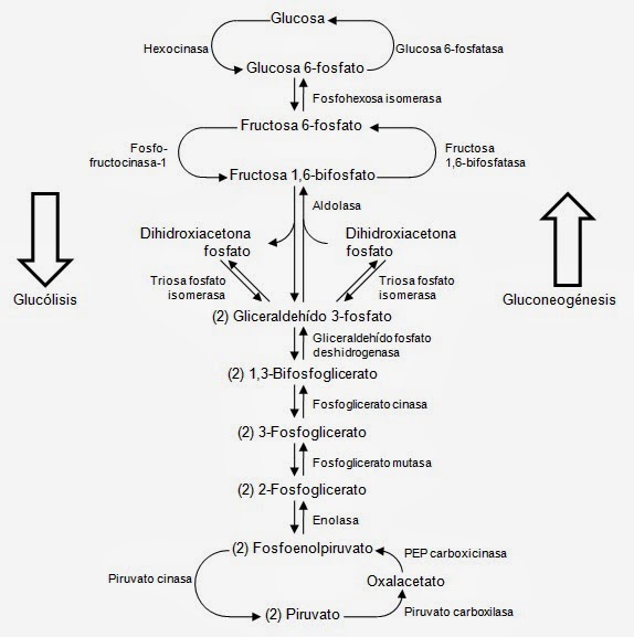 Este diagrama describe dos procesos en el ciclo de Cori.  Glucólisis y Gluconeogénesis.