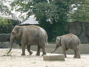 Elefante con descendencia