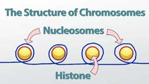 Histonas y nucleosomas