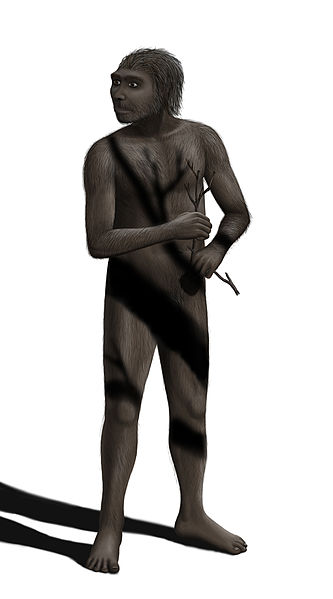 Homo erectus