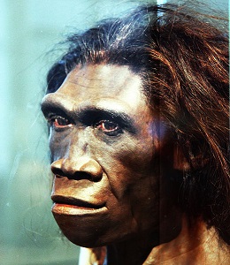 Homo erectus hembra