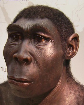 Homo erectus macho