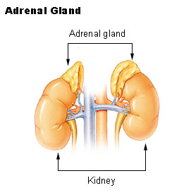 Glándulas suprarrenales