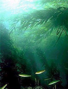 Una imagen de algas.