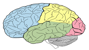 regiones del cerebro