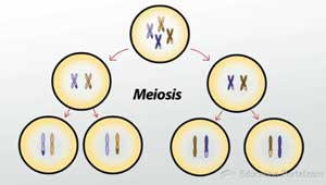 Ilustración de la meiosis