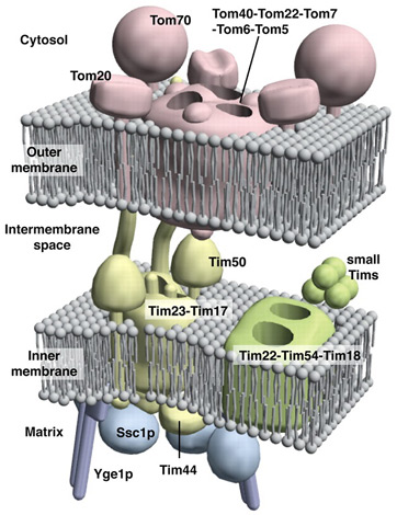 membranas mitocondriais