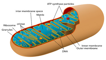 mitocôndria