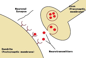 Sinapsis