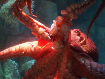 Una imagen de un pulpo.