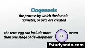 Definición de ovogénesis