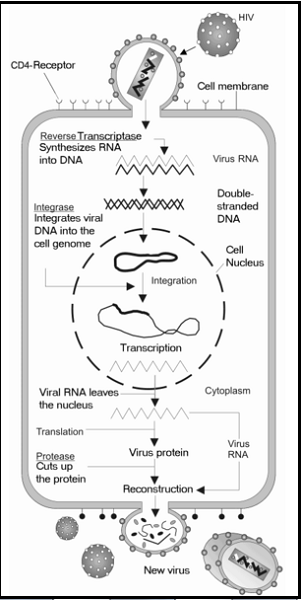 Imagen del ciclo de vida del VIH