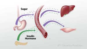 Ilustração de conversão de insulina do pâncreas