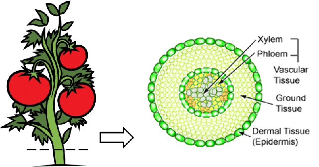 Tejido vegetal