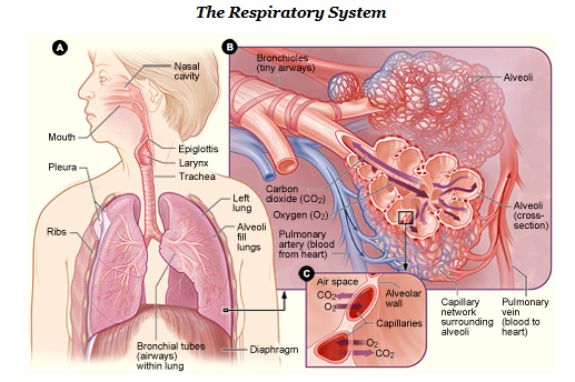 Diagrama del tracto respiratorio