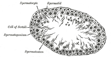 Células de Sertoli da anatomia de Greys