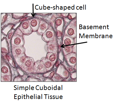 ET cuboidal simple