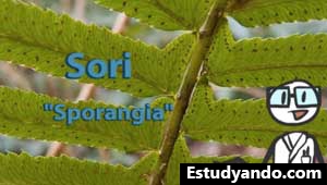 Fotos de Sori