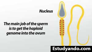 Núcleo de esperma
