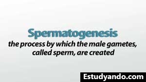 Definición de espermatogénesis