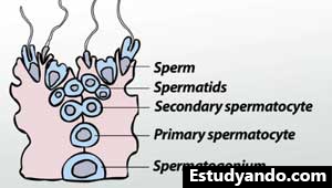 Ilustración de espermatogénesis