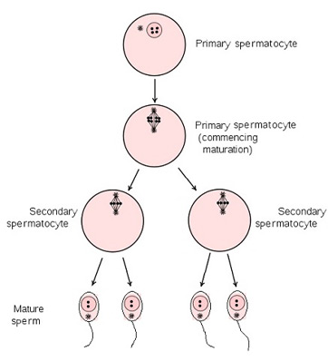 Espermatogénesis