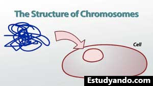Estructura de los cromosomas