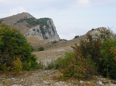 Vegetación de la tundra
