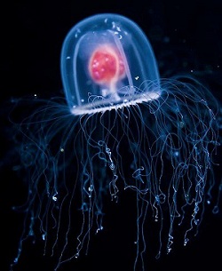 Medusa inmortal (Turritopsis nutricula)