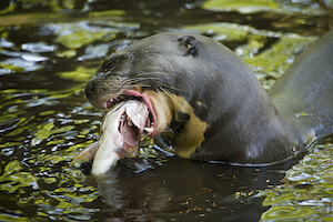 nutria gigante comiendo