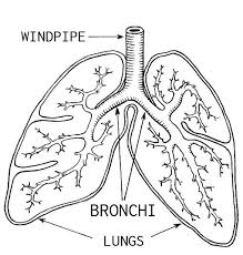 bronquios
