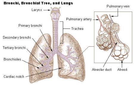 pulmones