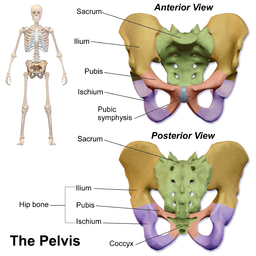 Anatomía de la pelvis humana