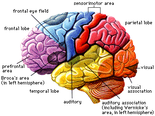 Cerebro