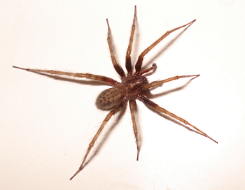 araña