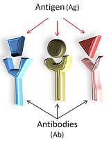 Anticuerpos y sus antígenos
