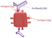 El anticuerpo se une al antígeno