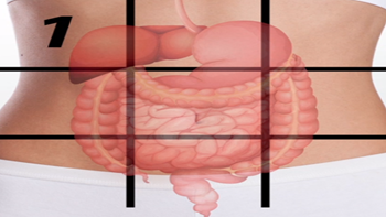 organos en el abdomen