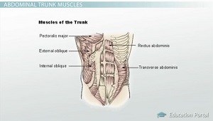 Músculo del tronco abdominal