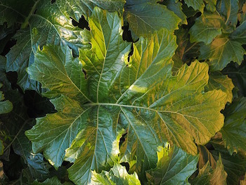 Hoja de acanto