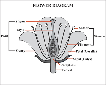 Diagrama de flores
