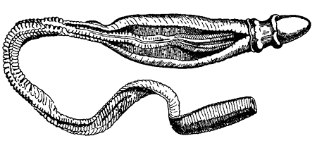 Dibujo de un gusano bellota con una cabeza de forma extraña; disecado para mostrar el cordón nervioso interior