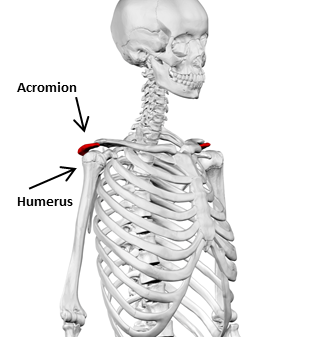 anatomía del hombro