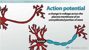 Potencial de acción